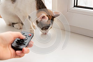 Hand with remote control, aimed at a cat. Cat control. Domestication of cats