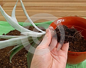 Hand repotting a pineapple plant in a bigger pot