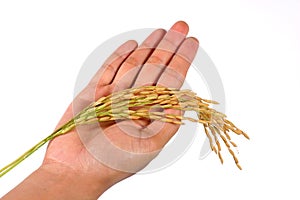 Hand and rice branch