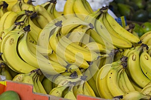 Hand of Ripe Bananas