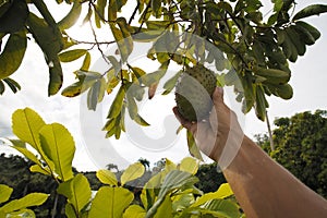 Hand rips off organic Guanabana Fruit Soursop from the tree.