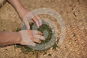 Hand-rolling tea leaves.