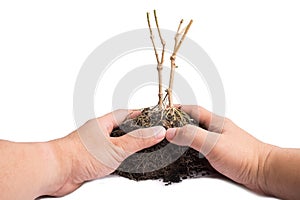 hand and Root Plant with soil