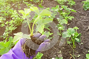 Hand in rubber glove holds strawberry roots with stems and leaves