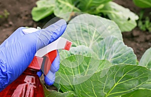 Hand in a rubber glove performs agricultural work on the processing of the spray from pests of green cabbage in the summer garden
