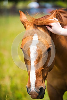 Hand rubbing a beautiful horse.