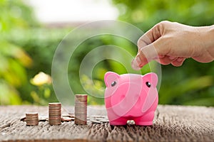 Hand's women putting coins in a piggy bank, Piggy bank and money