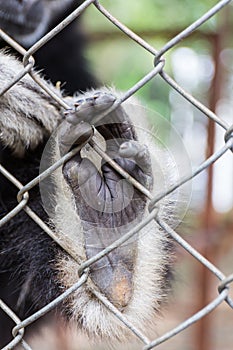 Hand Sad gibbon behind the Cage
