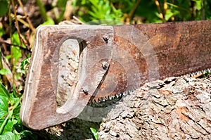 A hand saw cuts a thick tree trunk.