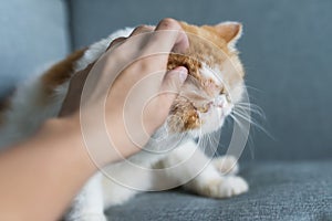 hand scratch exotic shorthair cat