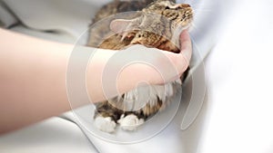 Hand scratch and stroke chin and head of a tabby cat