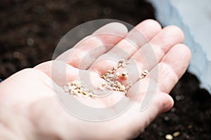 Hand with seeds for planting seedlings. farmer plant vegetables plants. domestic life