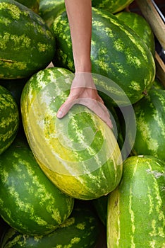 Hand select a watermelon