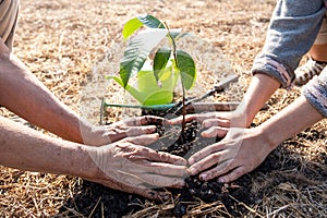 The hand of the senior woman and the hand of young women are helping each other to plant trees, World environment day, concept of