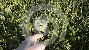 hand shakes white fluffy seeds from dandelion head