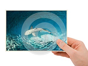 Hand and shark image (my photo)