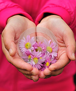 Hand show chrysanthemum