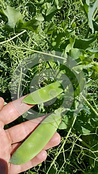 A hand showing 2 snow peas