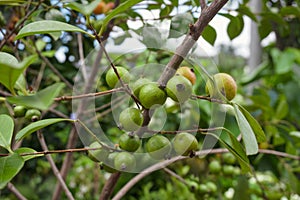 A hand showing Ficus racemosa popularly known as cluster fig tree, Indian fig tree or goolar  gular, in Bengali Dumur