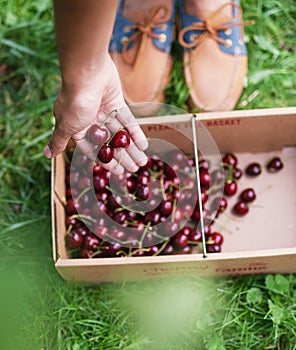 Hand Showing Picked Cherries with Basket in Background