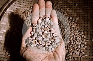 Hand showing raw coffee beans from the basket