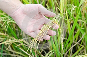 Hand showing rice