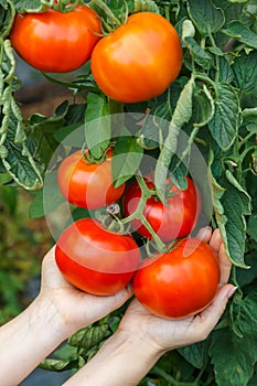 Hand showing ripe tomato cluster