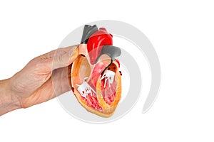 Hand shows model human heart on white background