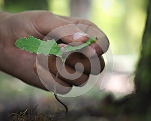 The hand shows the plant.