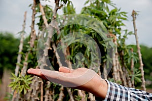 Hand sign showing a pile of cassava stems reflects the culmination of a successful harvest, with a bounty of fibrous and sturdy