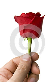 Hand with single red rose