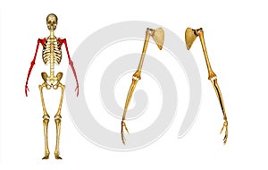 Hand (Skeleton) : Humerus, Elbow joint, Radius and ulna