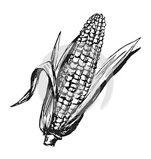 Hand sketch corn