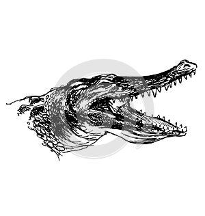 Hand sketch crocodile head