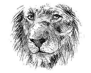 Hand sketch detail of a lion`s head photo