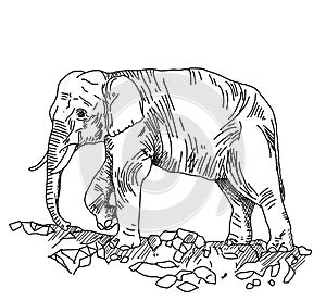 Hand sketch of elephant