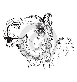 Hand sketch of the head of a camel
