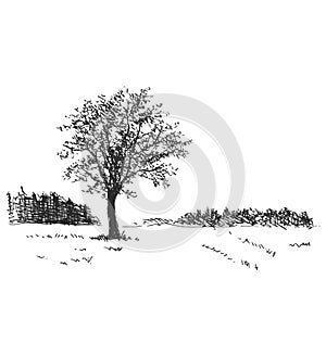 Hand sketch the landscape with tree