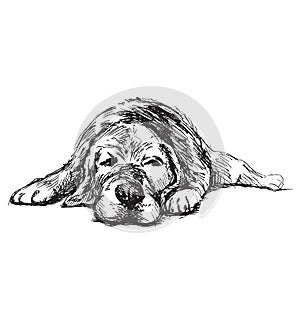 Hand sketch lying dog