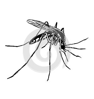 Hand sketch mosquito