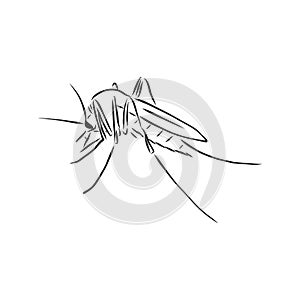 Hand sketch mosquito. Vector illustration, mosquito, vector sketch illustration