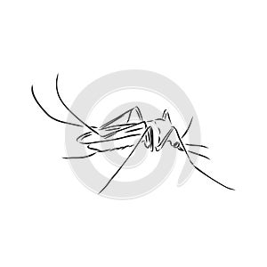 Hand sketch mosquito. Vector illustration, mosquito, vector sketch illustration