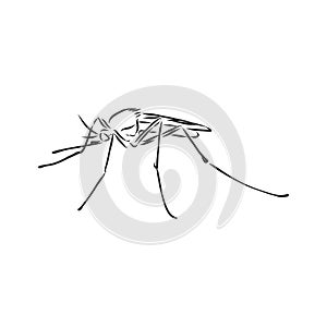 Hand sketch mosquito. Vector illustration, mosquito, vector sketch illustration