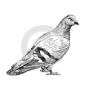 Hand sketch of a pigeon photo