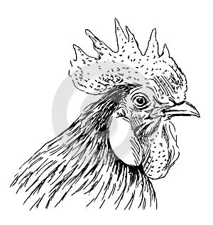 Hand sketch rooster head