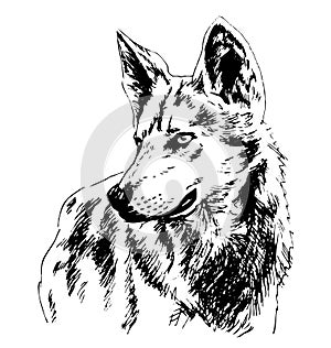 Hand sketch wolf`s head