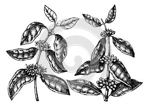 Hand sketched Coffee plants with beans, leaves and flowers. Botanical drawing of flowering plant on white background. Hand drawn