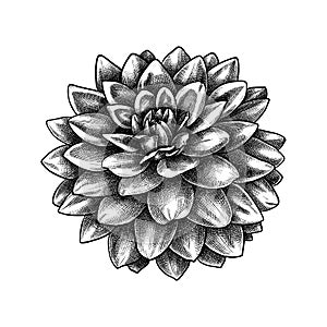 Hand sketched dahlia flower botanical drawing. Dahlia - hand-drawn garden flower bud. Engraved style floral illustration on white