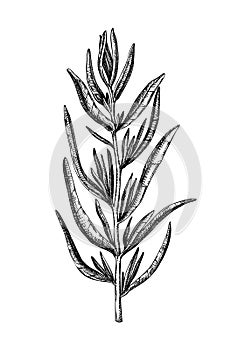 Hand sketched French tarragon botanical illustration. Engraved estragon sketch. Hand-drawn aromatic culinary herb. Perfect for