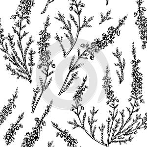 Hand sketched heather background. Vintage summer florals drawing seamless pattern. Traditional plant of Scotland. Botanical